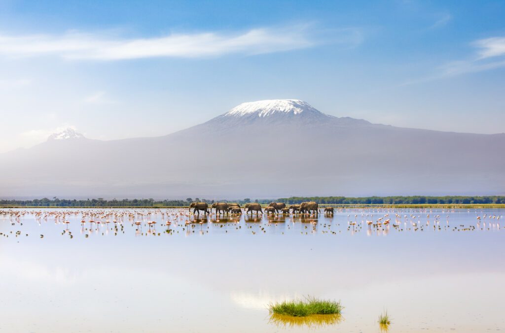 Mount Kilimanjaro with a herd of elephants walking across the foreground. Amboseli national park, Kenya.