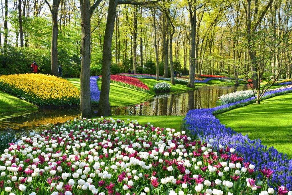 Keukenhof gardens blooming spring flowers by the pond. Colorful tulips and blue Muscari flowers.