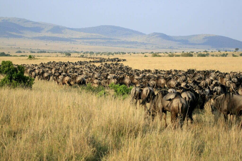 Le parc national du Serengeti dans les paysages d'Afrique