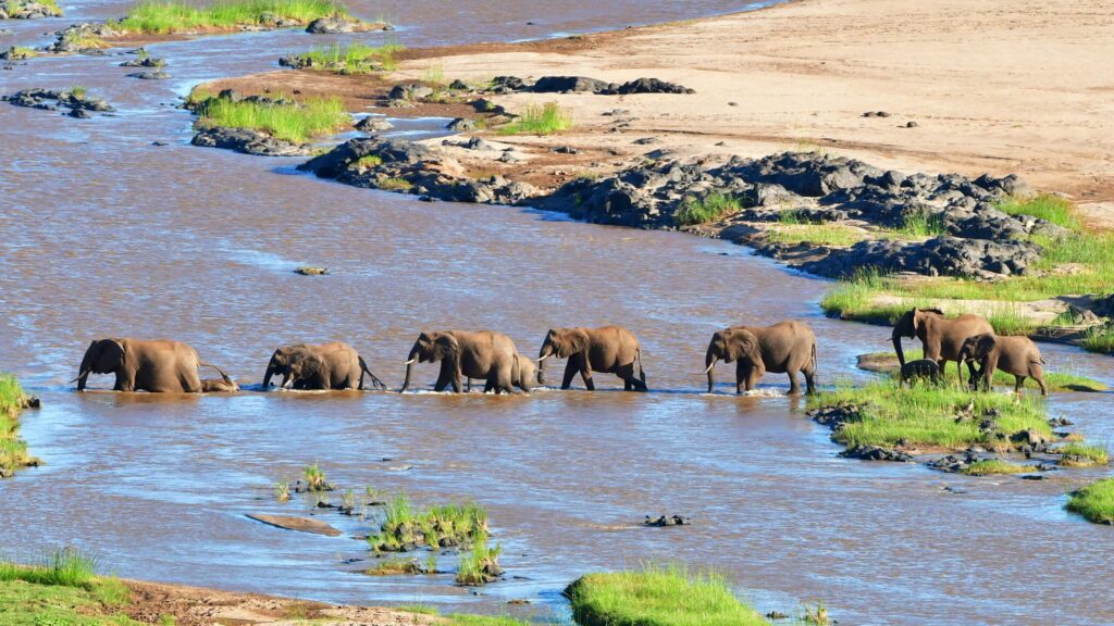 elephants crossing Olifant river,evening shot,Kruger national park