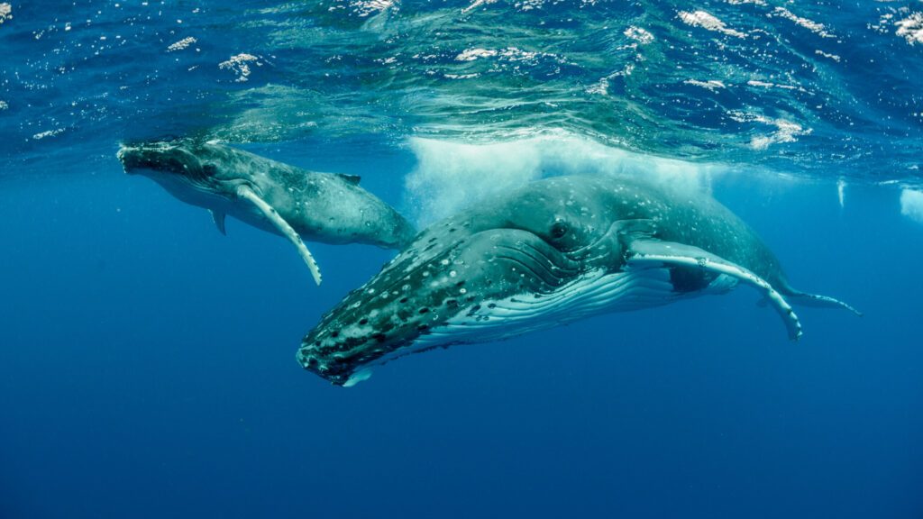 Humpback Whale