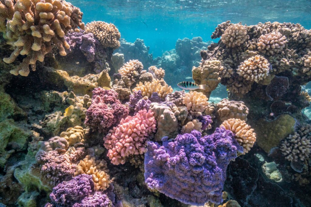French Polynesia, Bora Bora. Close-up of coral garden.