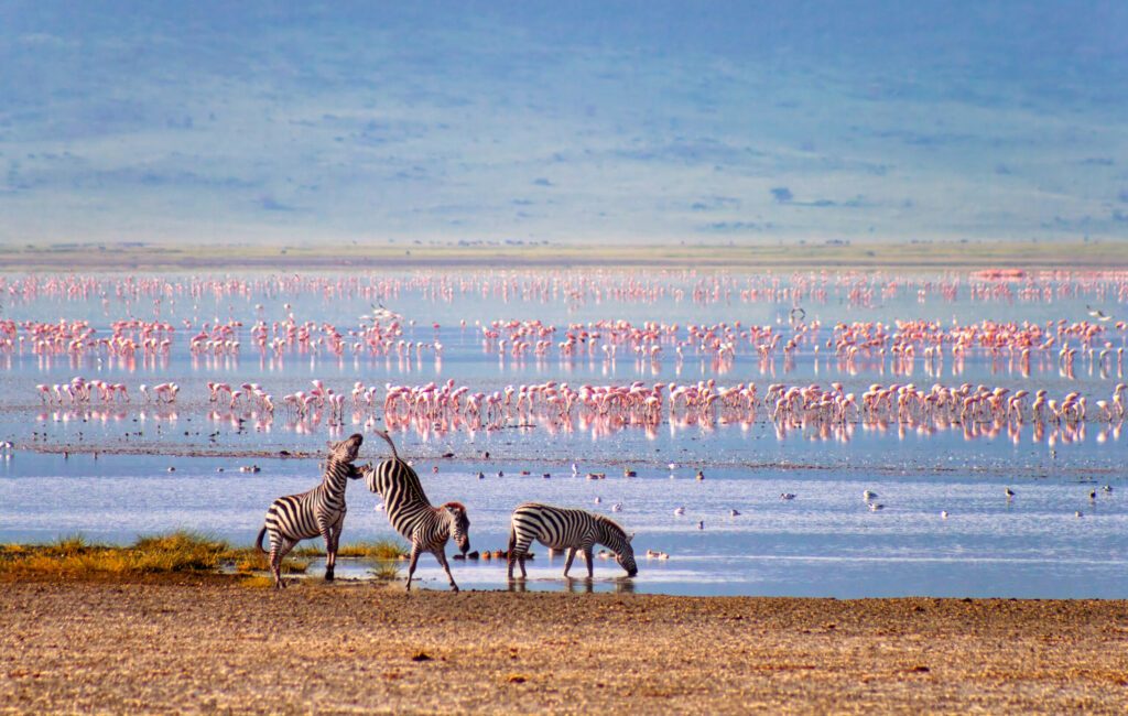 Zebras and flamingos in the Ngorongoro Crater