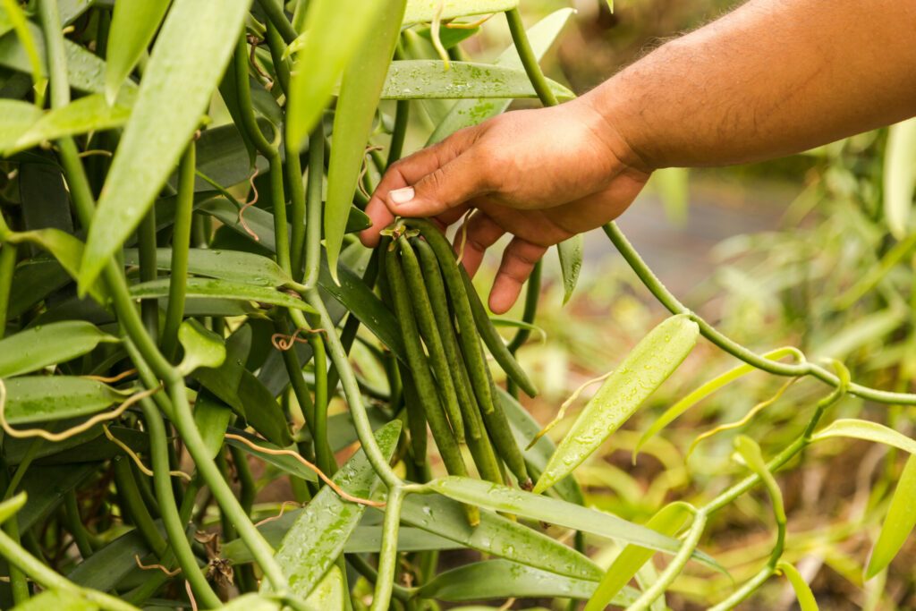 Vanilla beans growing in greenhouse