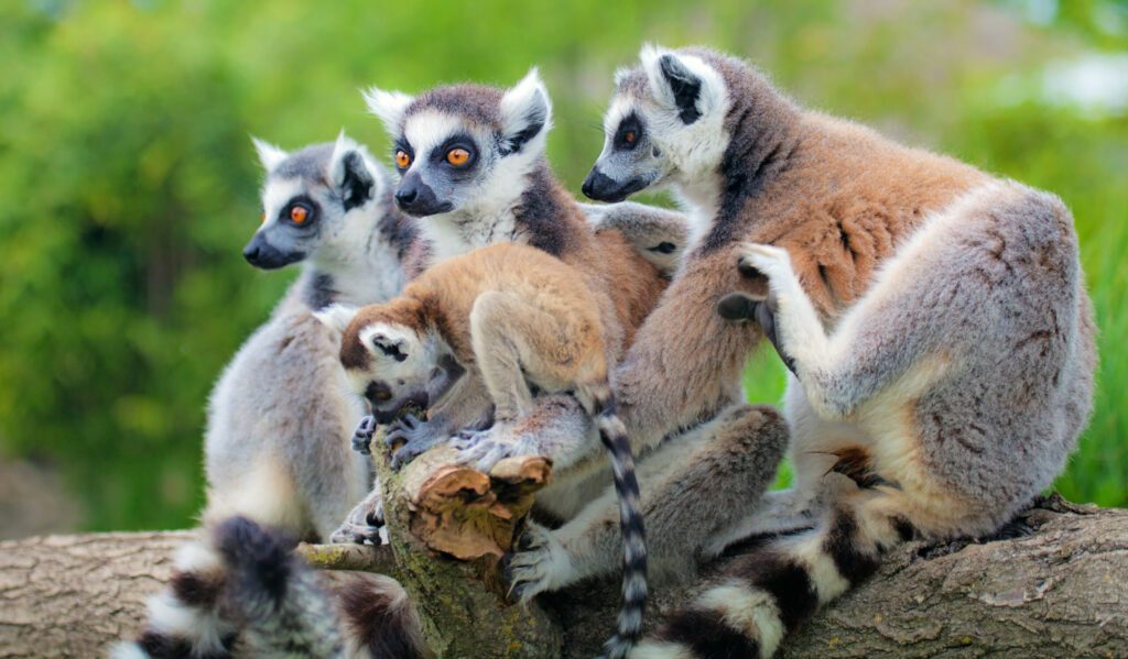 Les Lémuriens de Madagascar