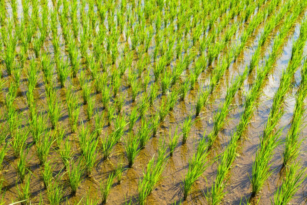 rice fields detail