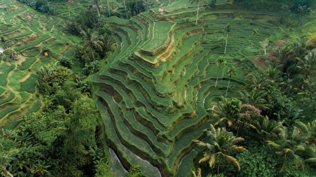 Arial Landscape of Rice Terrace Tegallalang Ubud, Bali Indonesia.