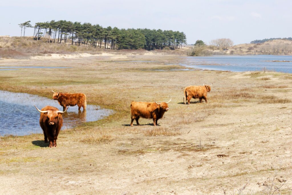 Cattle scottish Highlanders, Zuid Kennemerland, Netherlands