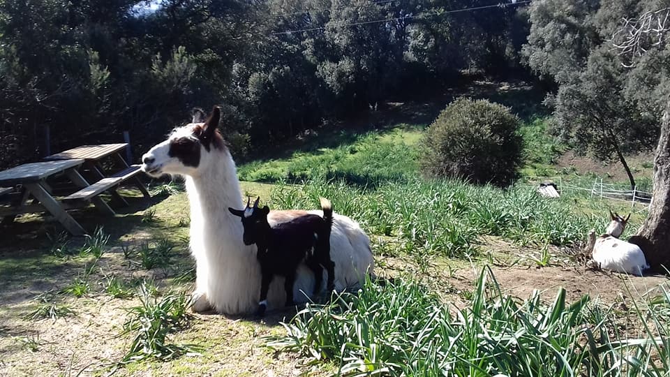 Le parc animalier Bottacina