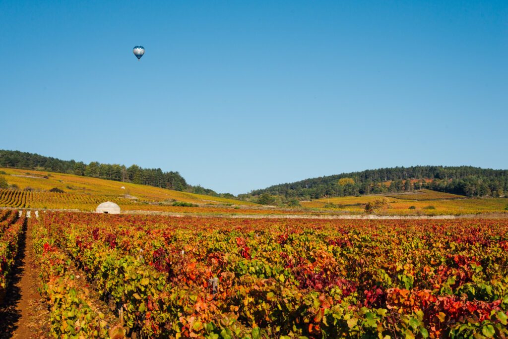 Tourisme en montgolfière en Bourgogne. Visiter le vignoble automnal en ballon gonflable. Vignoble automnal en Côte d'Or. Cabote dans les vignes orange. Paysage vignoble automnal