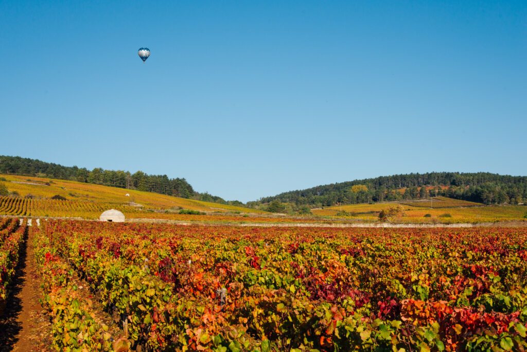 Survoler les vignes en montgolfière