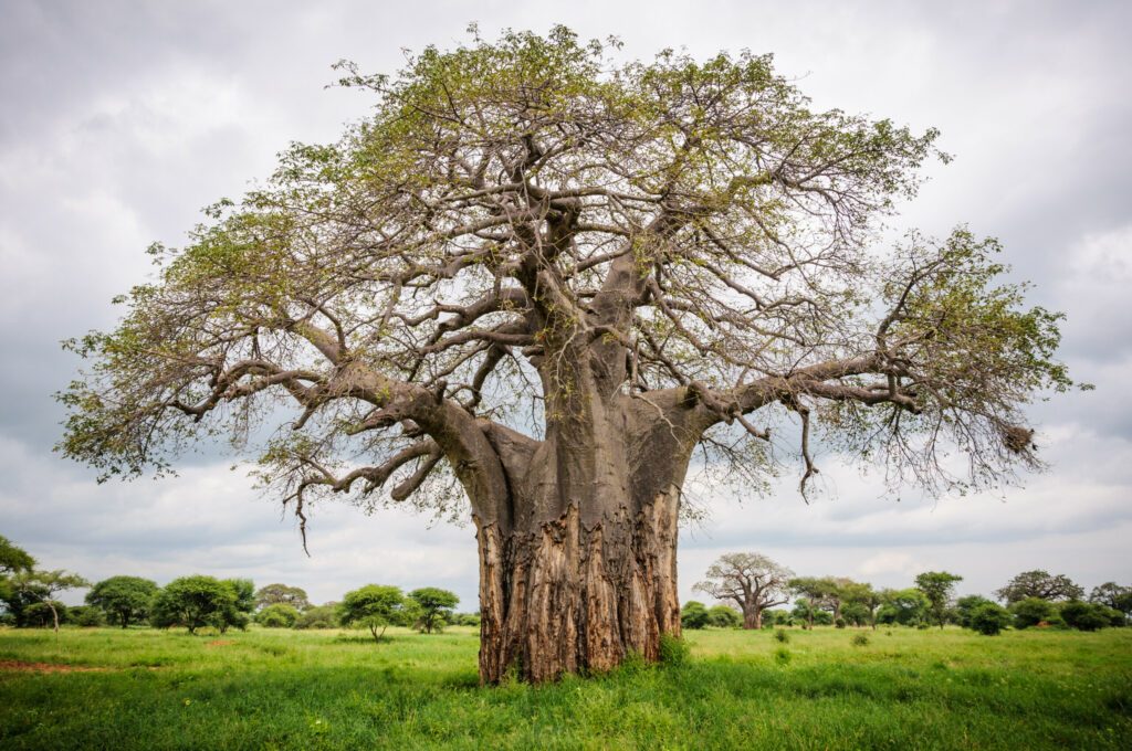 Huge baobab tree in Tarangire Park, Tanzania