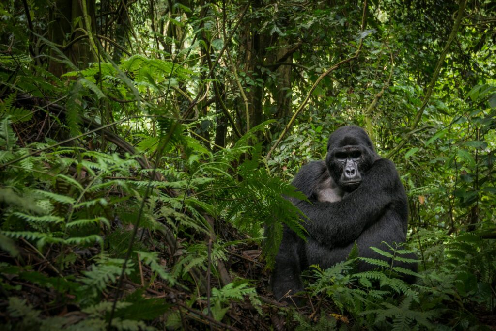 Mountain gorilla (Gorilla beringei beringei). Bwindi Impenetrable Forest. Uganda