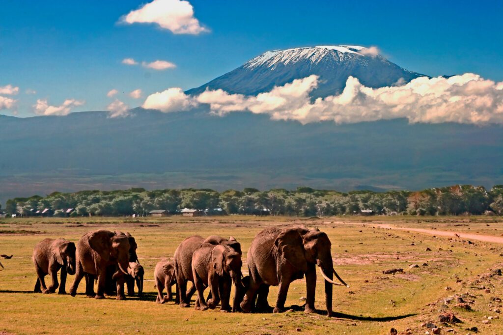 Famille Eléphants Loxodonta africana devant le mont Kilimandjaro à Amboseli Afrique Kenya