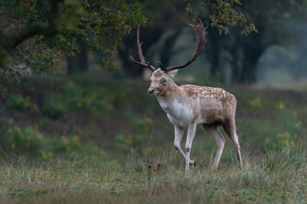 Male Fallow deer (Dama dama) in rutting season in  the forest of Amsterdamse Waterleidingduinen in the Netherlands. Forest in the background. Wildlife in autumn.