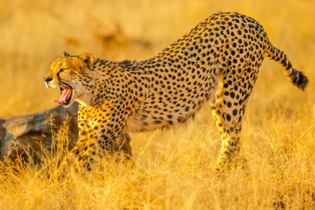 Elegant cheetah opens mouth showing teeth while walking in savannah. Acinonyx jubatus, family of felids, Madikwe, South Africa.