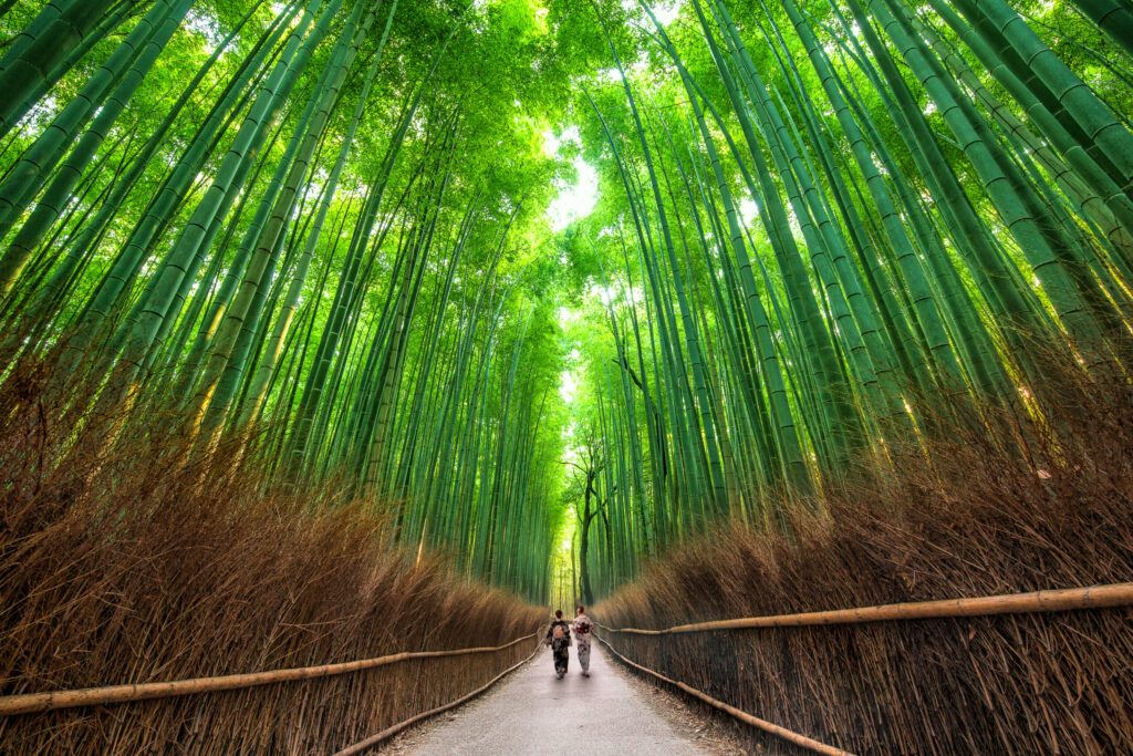 Sagano Path, Kyoto, Japan