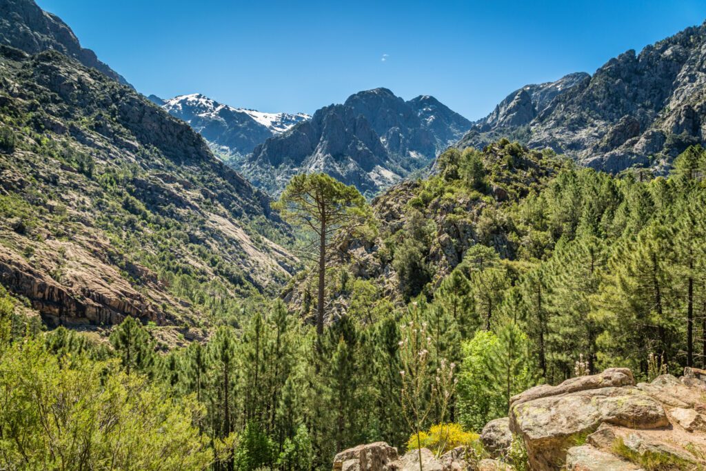 Foret de Bonifatu in Corsica