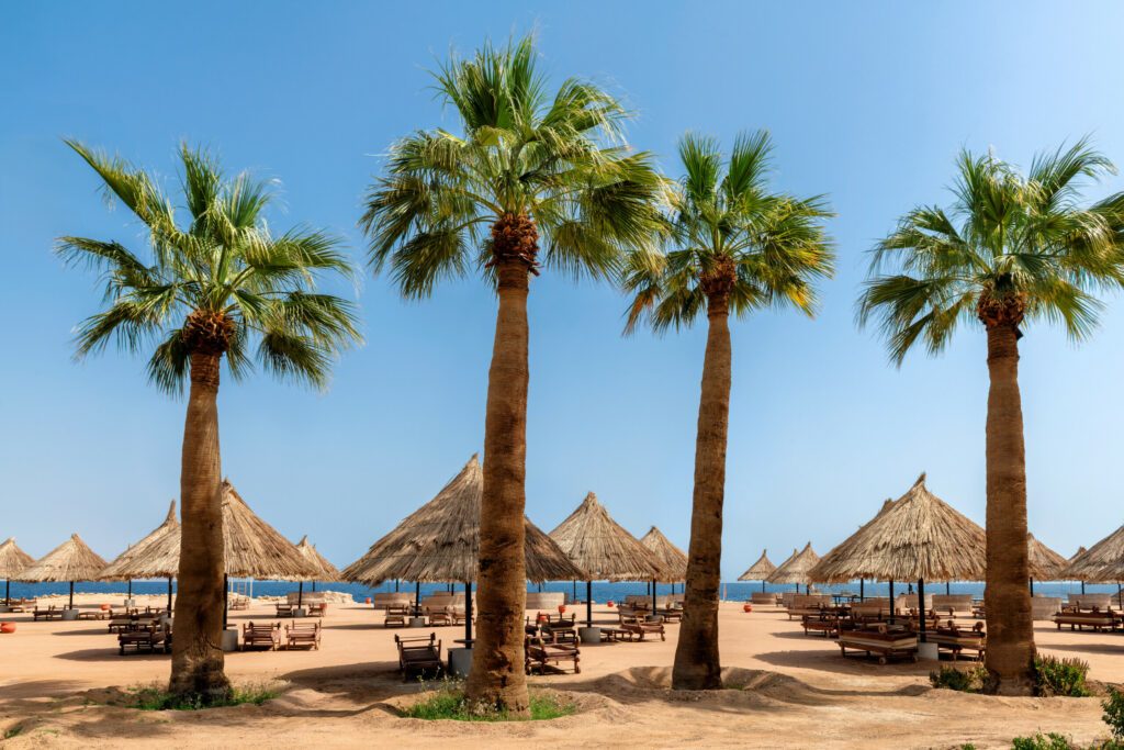 Palm trees in Sunny beach tropical resort with parasols in Red Sea coral reef in Sharm El Sheikh, Egypt.