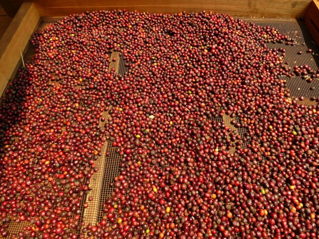 Kaffee liegt zum Trocknen aus, Bolaven-Plateau in Laos