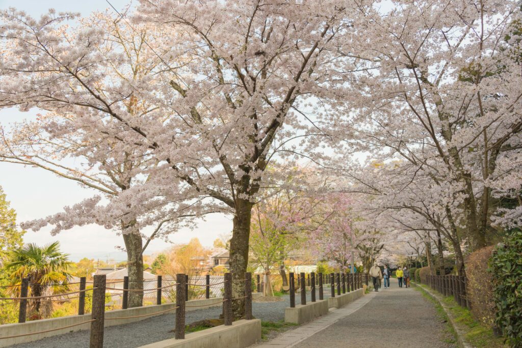 Kyoto, Japan - Philosopher's Walk (Tetsugaku-no-michi) in Kyoto, Japan. It is a pedestrian path that follows a cherry-tree-lined canal in Kyoto, between Ginkaku-ji and Nanzen-ji.