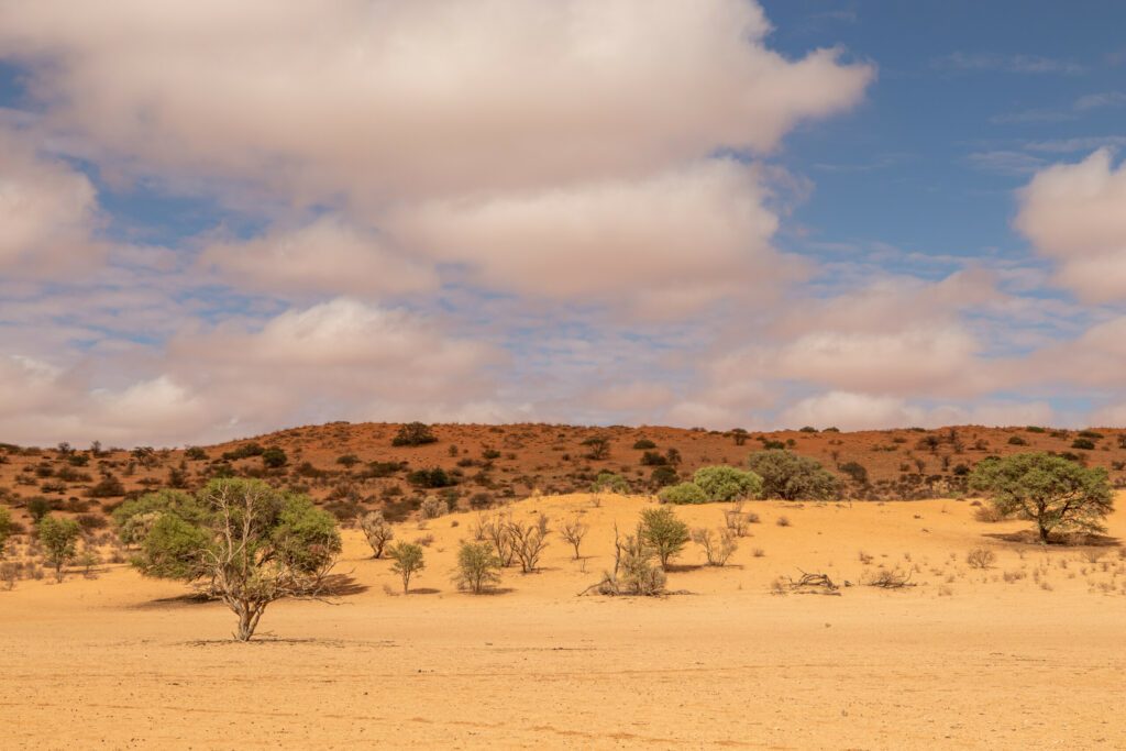 le désert de Kalahari, paysage africain