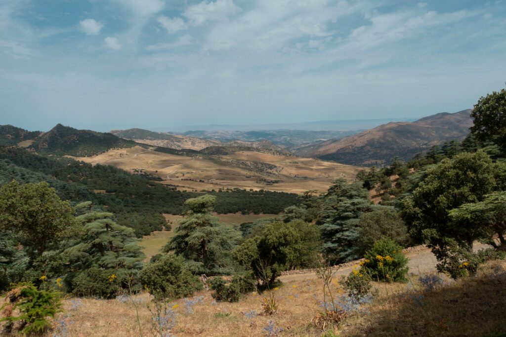 Le parc national de Theniet El Had dans les paysages d'Algérie