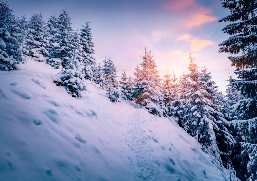 Sunset on the mountain snowy hill. Trekking in the winter forest. Picturesque evening scene of Carpathian mountains, Ukraine, Europe. Christmas postcard.