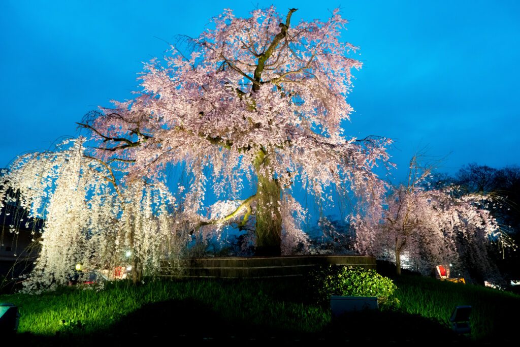 Night view of the famous Maruyama Park in Kyoto, Japan and blossoms of a giant sakura tree in Kyoto Japan. Beautiful pink cherry blossoms at nightfall in Kyoto