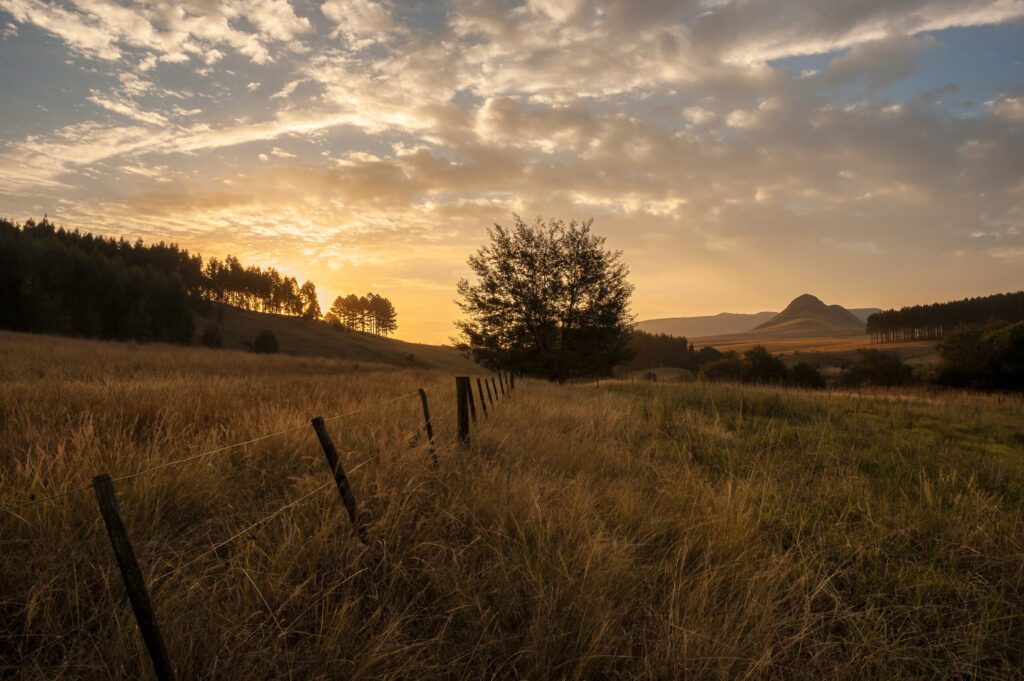 A rural landscape with fields of grass, trees, a fence and a dramatic cloudy golden sunset, Midlands, Kwa Zulu Natal, South Africa