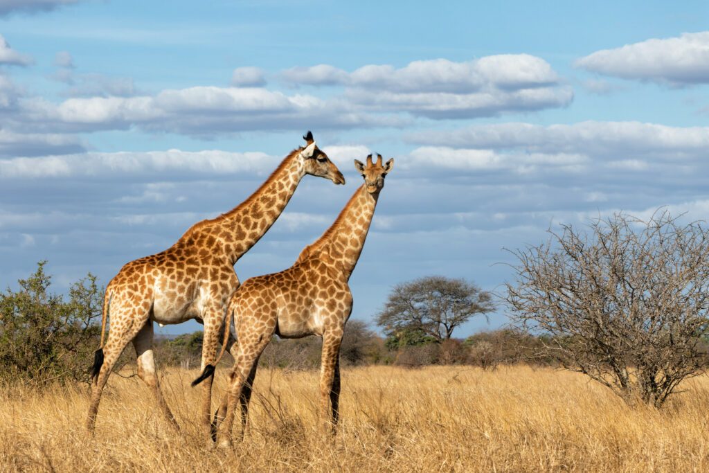 South African Giraffe (Giraffa giraffa giraffa) or Cape giraffe walking on the savanna with a blue sky with clouds in Kruger National Park in South Africa