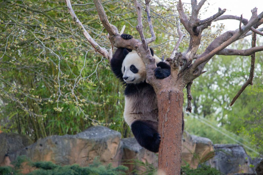 Zoo de Beauval (Pandas)