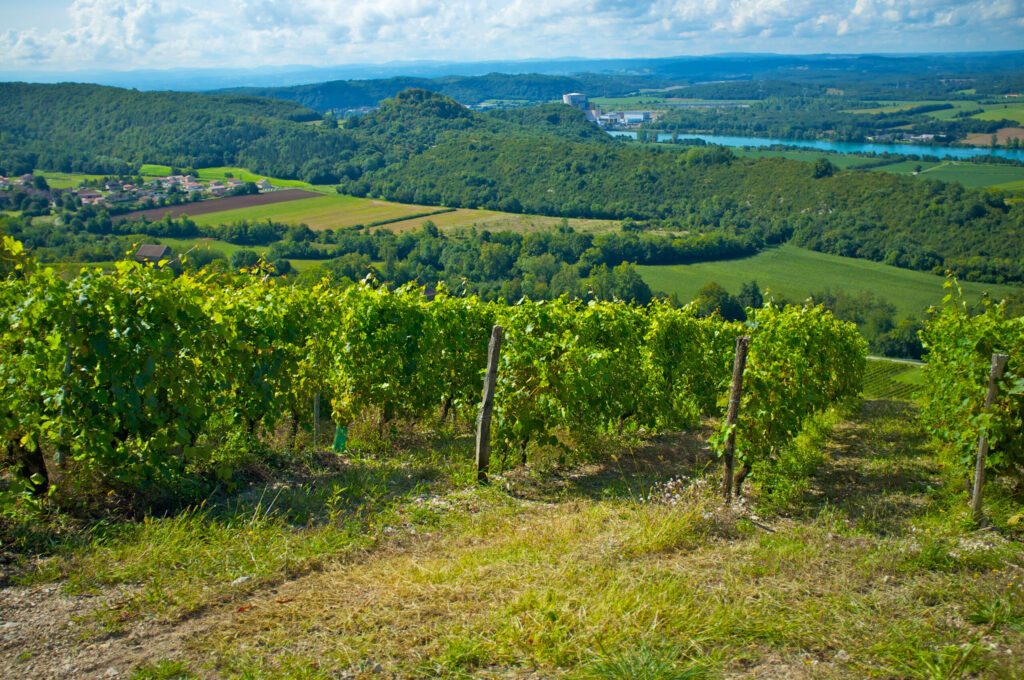 VIGNES REGION MONTAGNIEU BUGEY