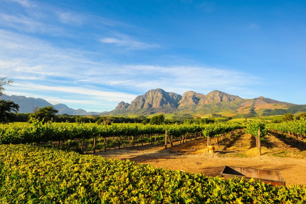 Les vignobles de Stellenbosch en Afrique 