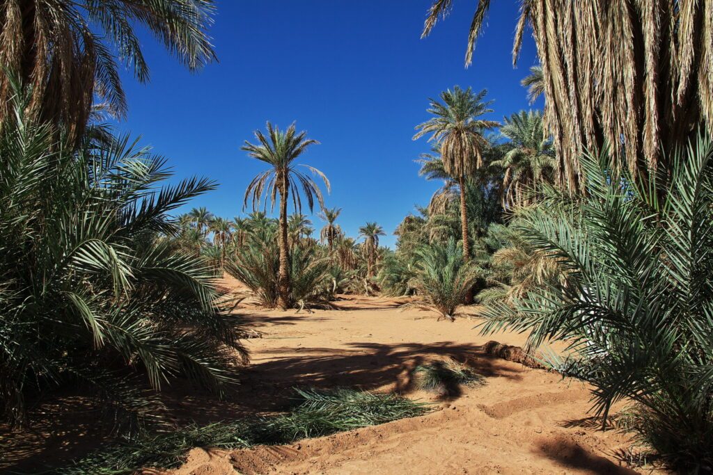 Dune, Sand,  Sahara oasis, Timimoun, Algeria