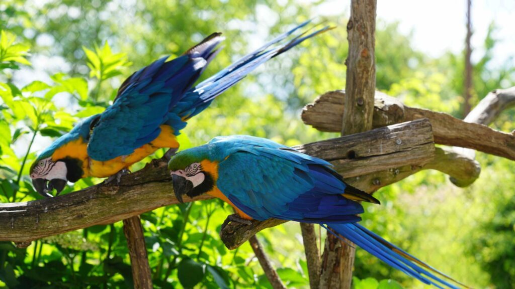 Parrot World - Perroquets - autour de Disneyland Paris