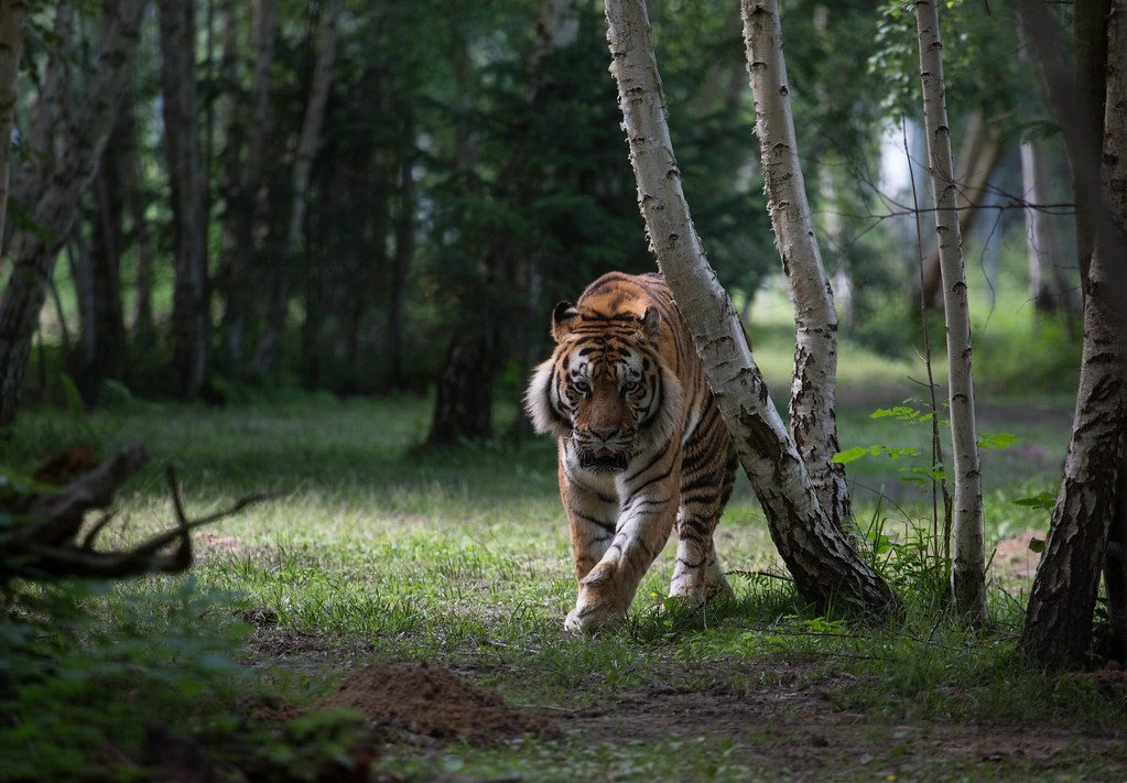 Un Tigre de Sibérie à voir autour de Disneyland Paris