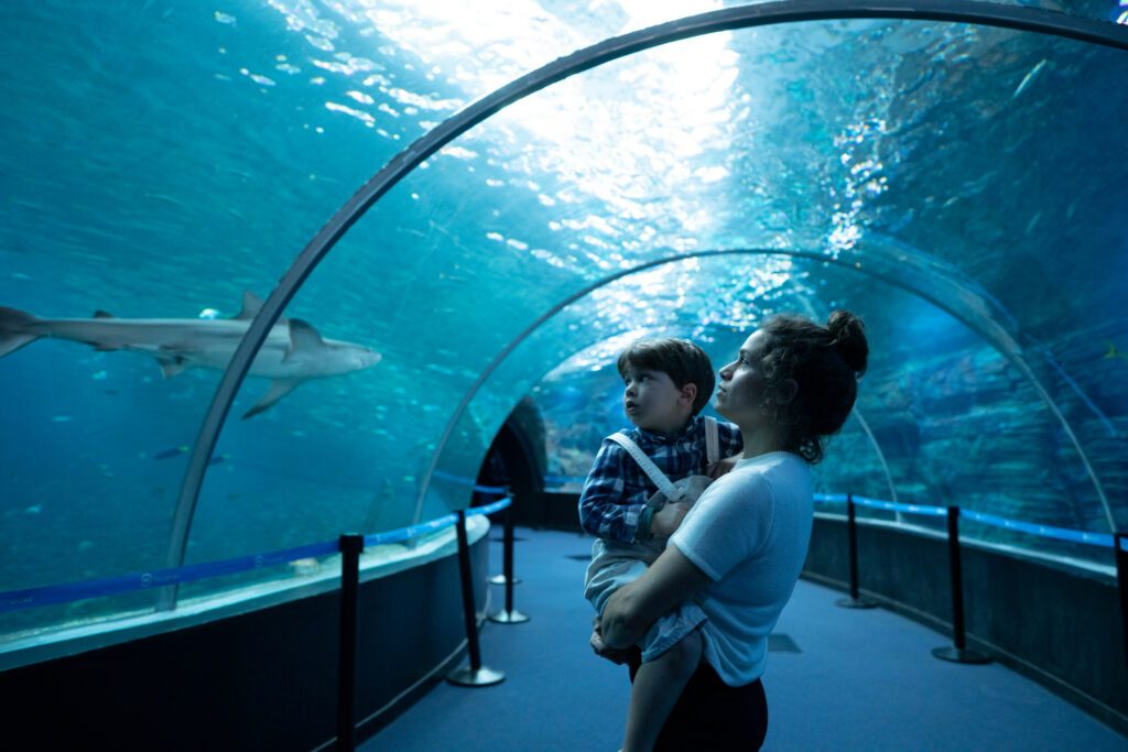 Le tunnel de l'aquarium 