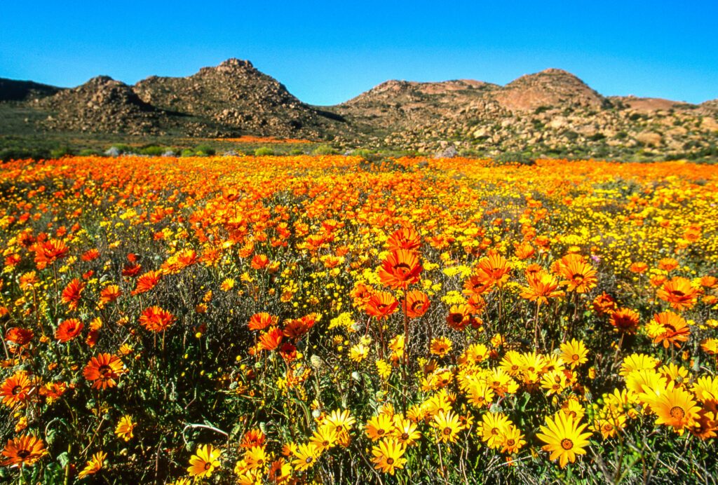 paysage fleuri de Namaqualand en Afrique du Sud