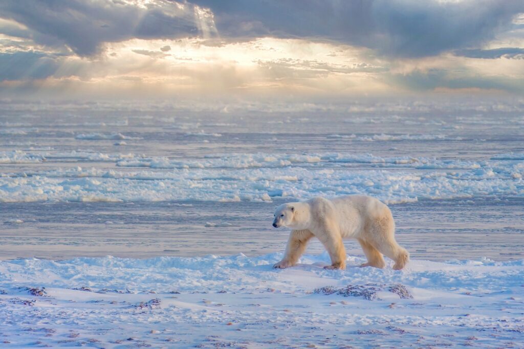 A lone adult polar bear (Ursus maritimus) walks along the edge of Hudson Bay at sunrise, as he waits for the water to freeze for the winter. Churchill, Manitoba, Canada.