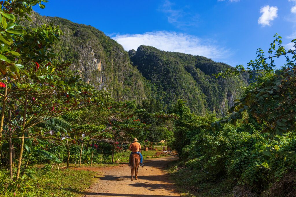 VINALES, CUBA - CIRCA AUGUST 2015: A local riding an horse in Vinales Valley, Cuba