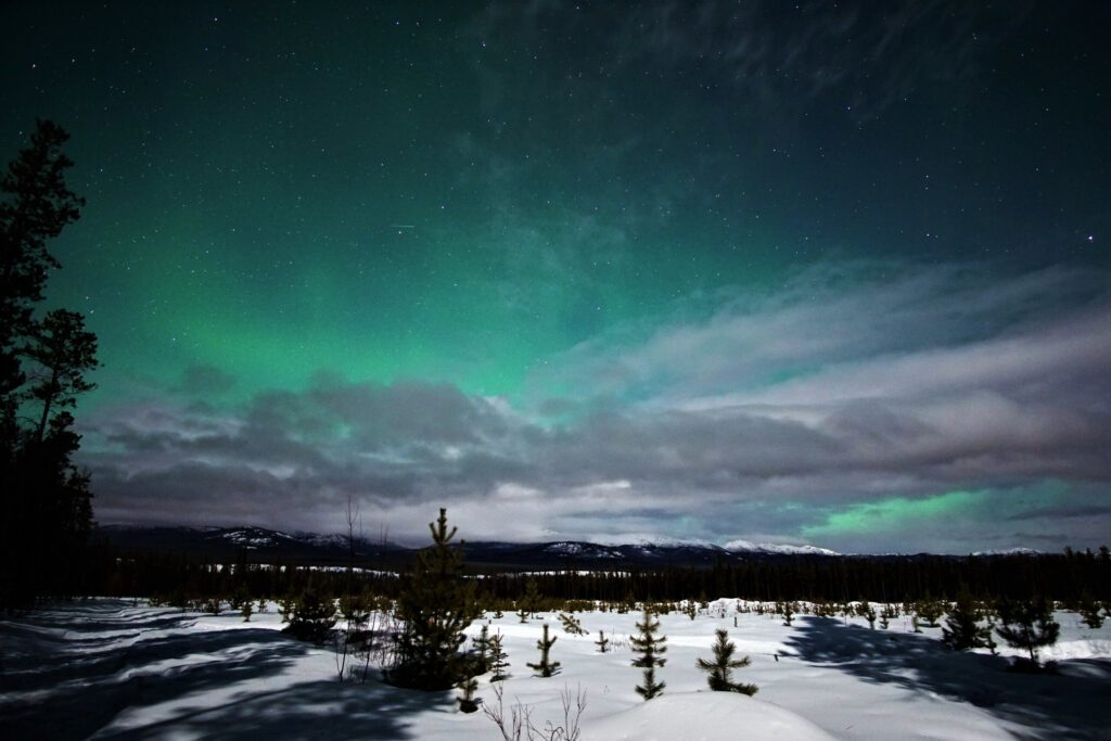 Pine Shadows under the Northern Lights in Whitehorse