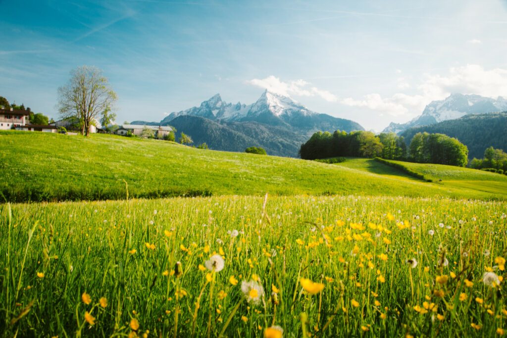 Idyllic landscape in the Alps with blooming meadows in springtime