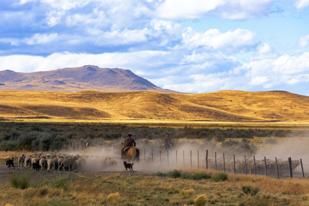 Gauchos and herd of sheep in a rural scenic panorama landscape