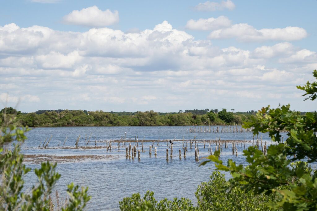 Réserve ornithologique du Teich dans le Bassin d'Arcachon