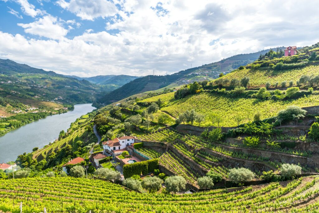 Landscape of the Douro river regionin Portugal -  Vineyards