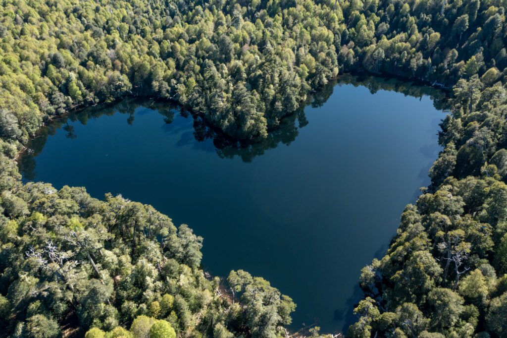 Heart lagoon, Laguna Corazon, Chile. Drone top down view go lagoon with the shape of a heart surrounded by forest, near Liquine, Region Los Lagos Chile