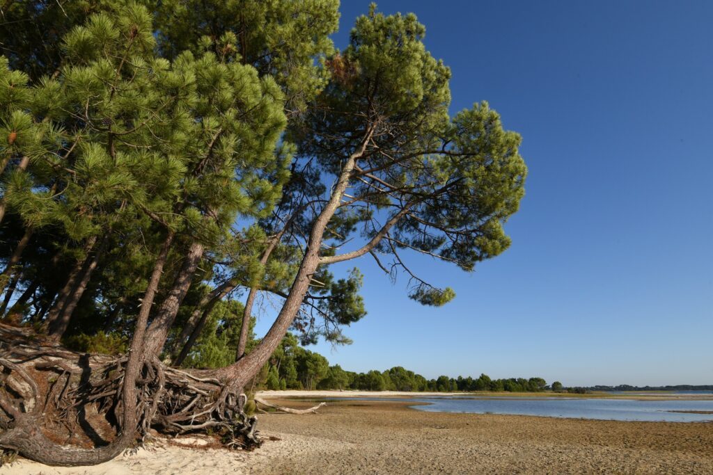 une plage du lac de Sanguinet