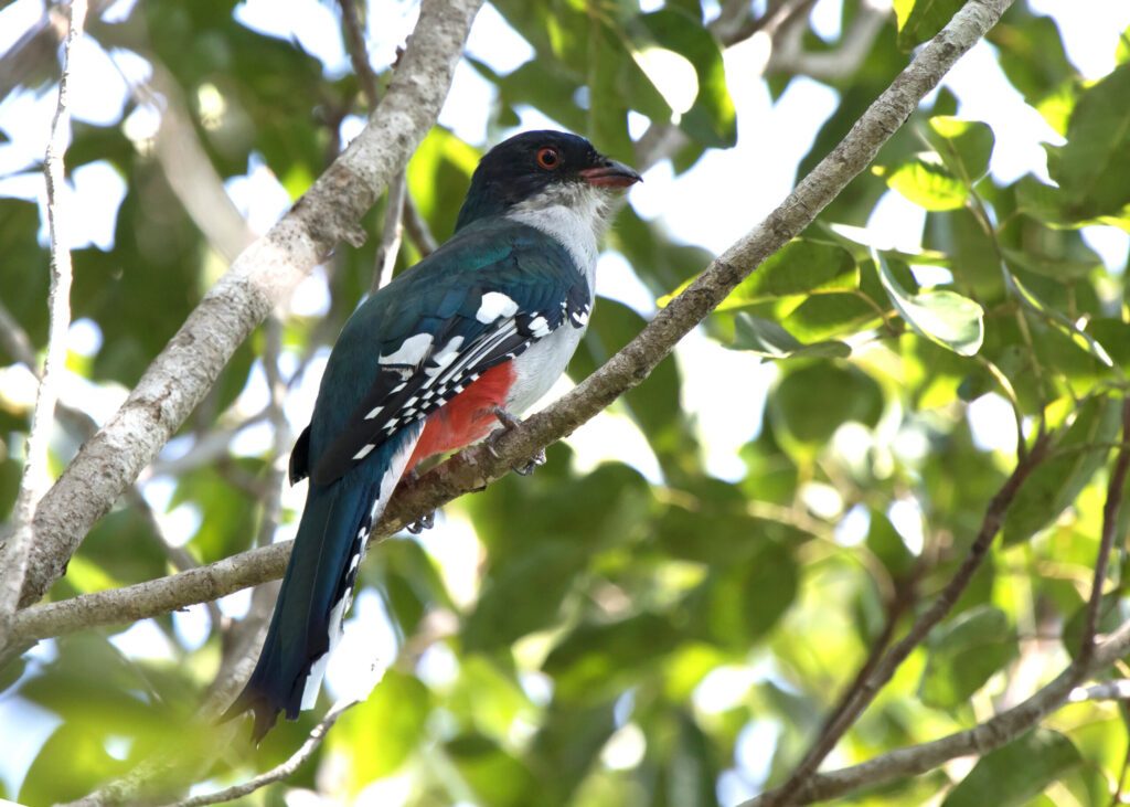 Cuban trogon or tocororo that sits on a branch in the crowns of trees in the forest on a sunny day