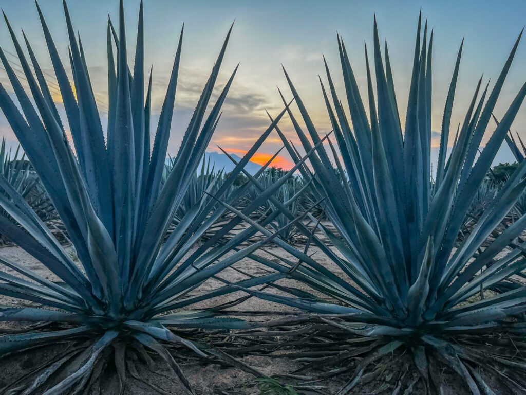 paisaje de siembra tierra fértil plantación de agave tequila licor planta de maguey sembradío en jalisco México campos de agricultura para producir bebida tradicional con atardecer de fondo